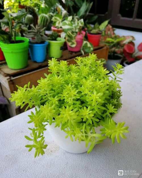 黄金万年草的养殖方法？黄金万年草的种植方法？-第4张图片-优品飞百科