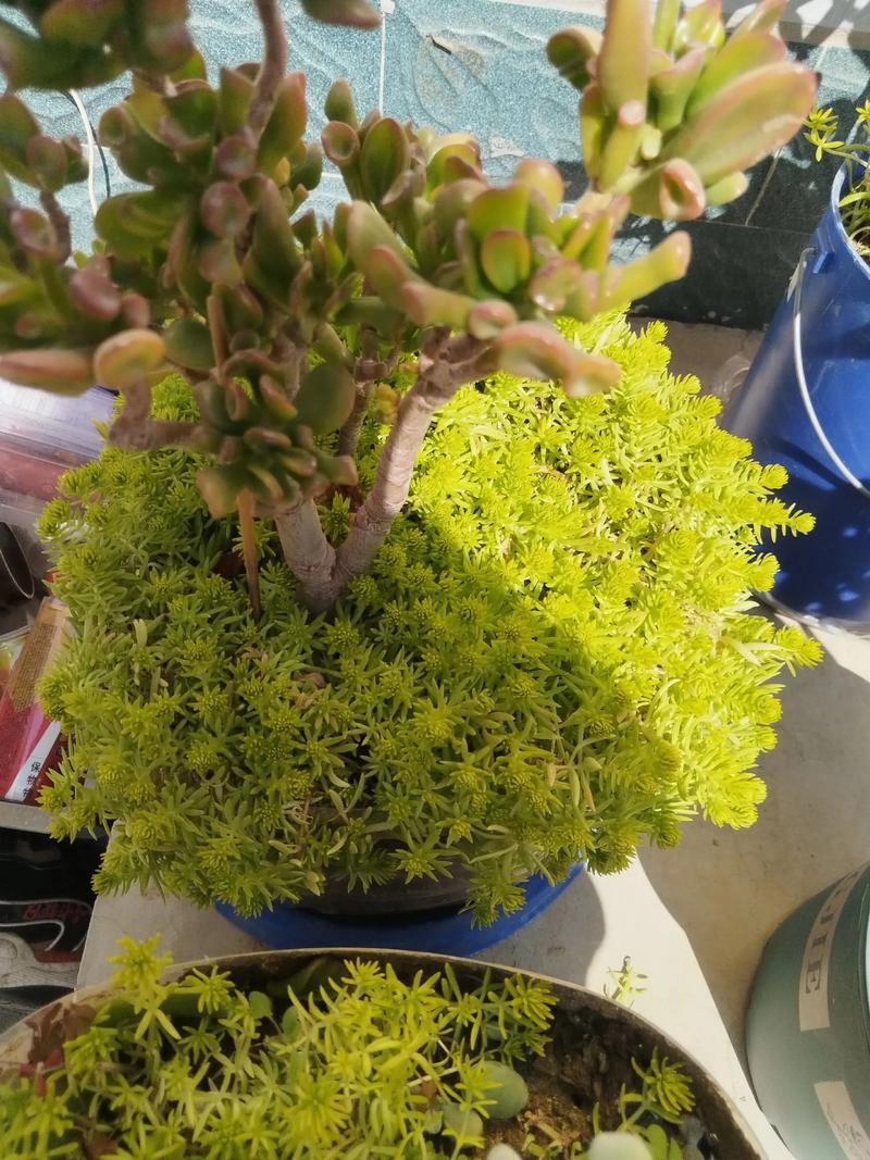 黄金万年草的养殖方法？黄金万年草的种植方法？-第5张图片-优品飞百科