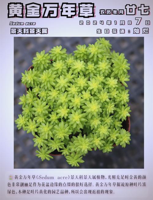 黄金万年草的养殖方法？黄金万年草的种植方法？-第6张图片-优品飞百科