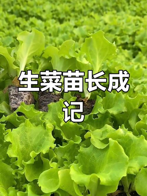 生菜种子几天发芽？生菜夏天35度能种吗？