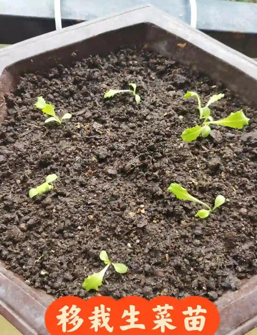 生菜种子几天发芽？生菜夏天35度能种吗？-第3张图片-优品飞百科