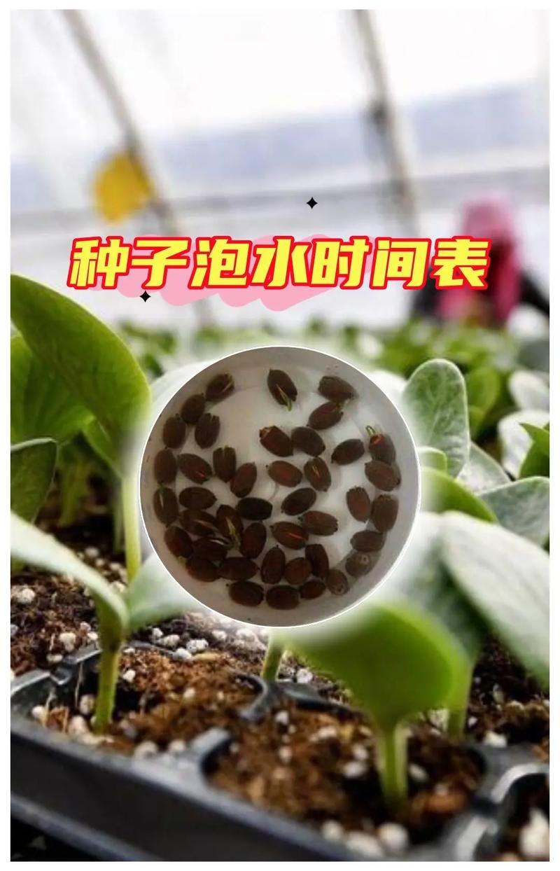 生菜种子几天发芽？生菜夏天35度能种吗？-第4张图片-优品飞百科