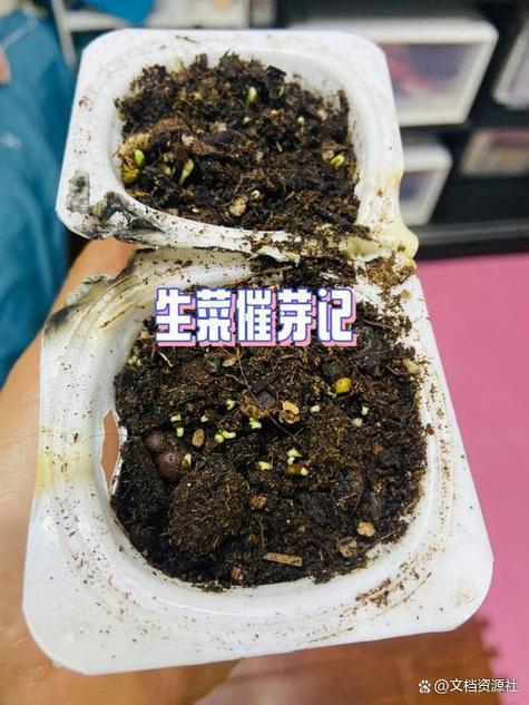 生菜种子几天发芽？生菜夏天35度能种吗？-第5张图片-优品飞百科