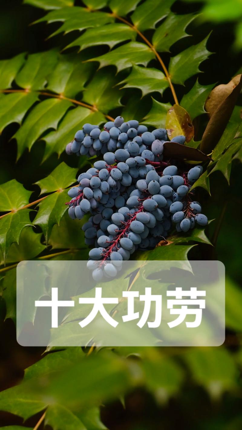 阔叶前十功劳的养殖方法，阔叶前十功劳植物形态？