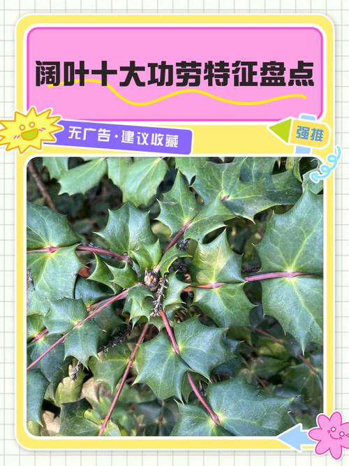 阔叶前十功劳的养殖方法，阔叶前十功劳植物形态？-第2张图片-优品飞百科