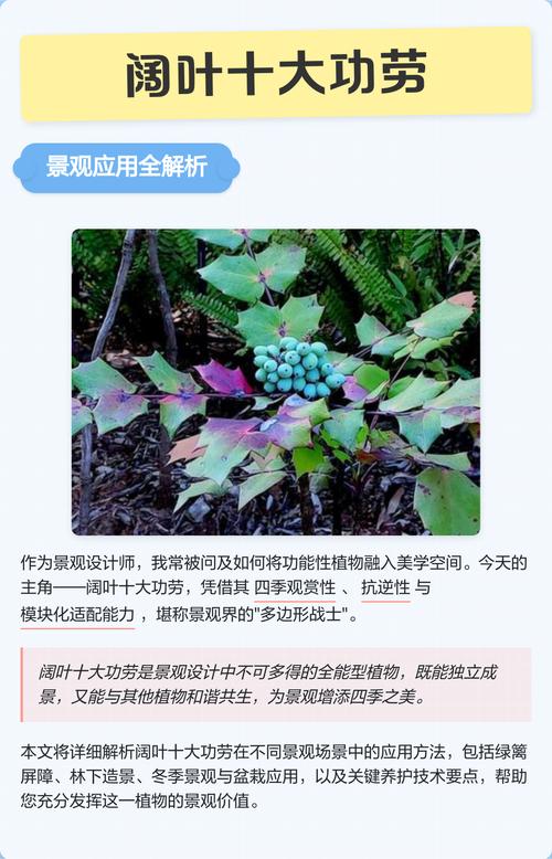 阔叶前十功劳的养殖方法，阔叶前十功劳植物形态？-第4张图片-优品飞百科