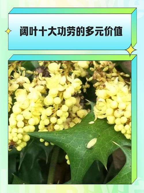 阔叶前十功劳的养殖方法，阔叶前十功劳植物形态？-第5张图片-优品飞百科