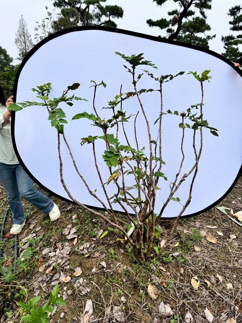 阔叶前十功劳的养殖方法，阔叶前十功劳植物形态？-第7张图片-优品飞百科
