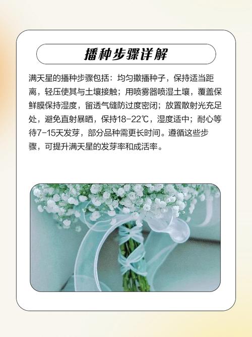 满天星什么时候结种子，满天星什么时候播种比较好？-第5张图片-优品飞百科