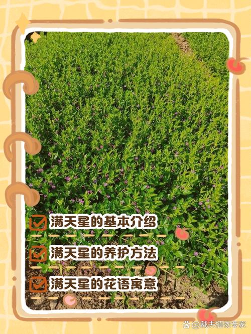 满天星什么时候结种子，满天星什么时候播种比较好？-第6张图片-优品飞百科