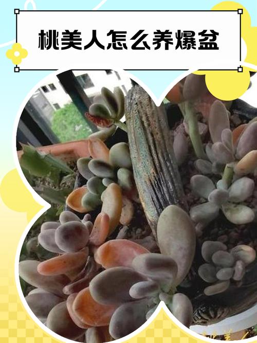 桃美人的养殖方法和注意事项，桃美人植物-第1张图片-优品飞百科