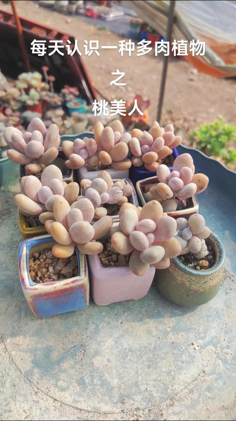 桃美人的养殖方法和注意事项，桃美人植物-第3张图片-优品飞百科