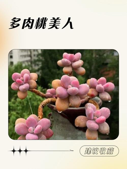 桃美人的养殖方法和注意事项，桃美人植物-第4张图片-优品飞百科