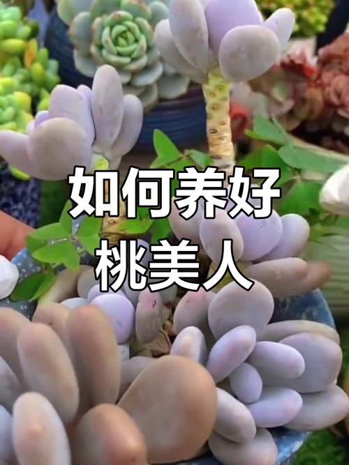 桃美人的养殖方法和注意事项，桃美人植物-第6张图片-优品飞百科