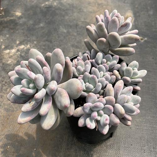 桃美人的养殖方法和注意事项，桃美人植物-第8张图片-优品飞百科