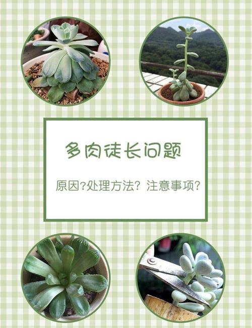 特玉莲徒长了怎么办，特玉莲底下的叶子为什么总干-第6张图片-优品飞百科