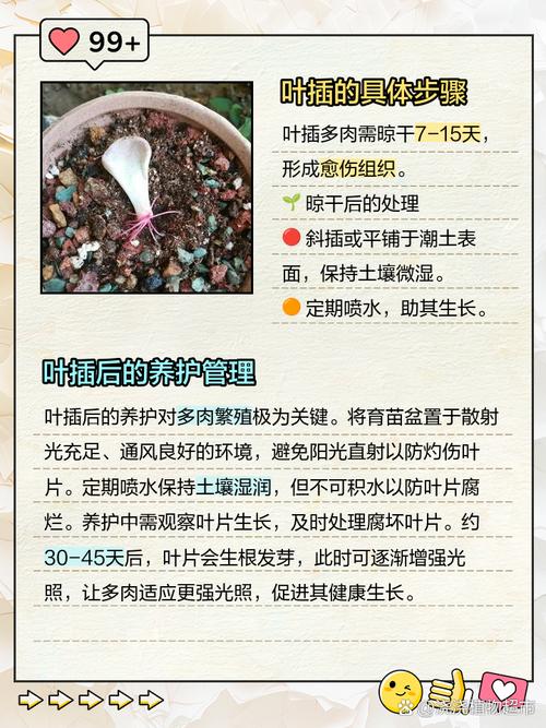 爱染锦的养殖方法和注意事项？爱染是什么意思？-第4张图片-优品飞百科