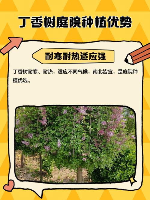 丁香树能栽在院子里吗？丁香花在院子栽好不？