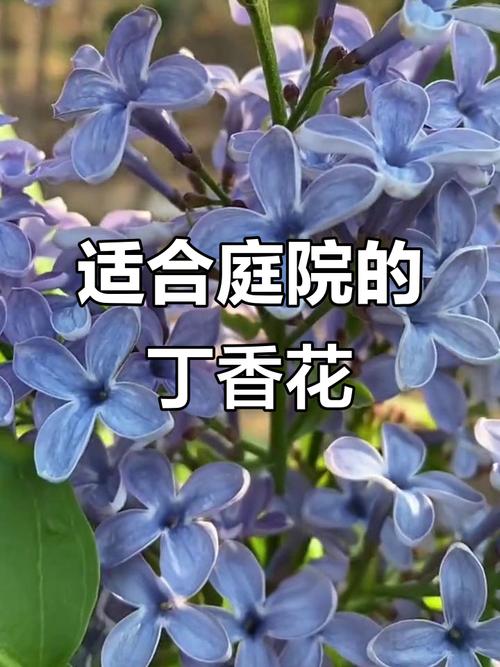 丁香树能栽在院子里吗？丁香花在院子栽好不？-第2张图片-优品飞百科