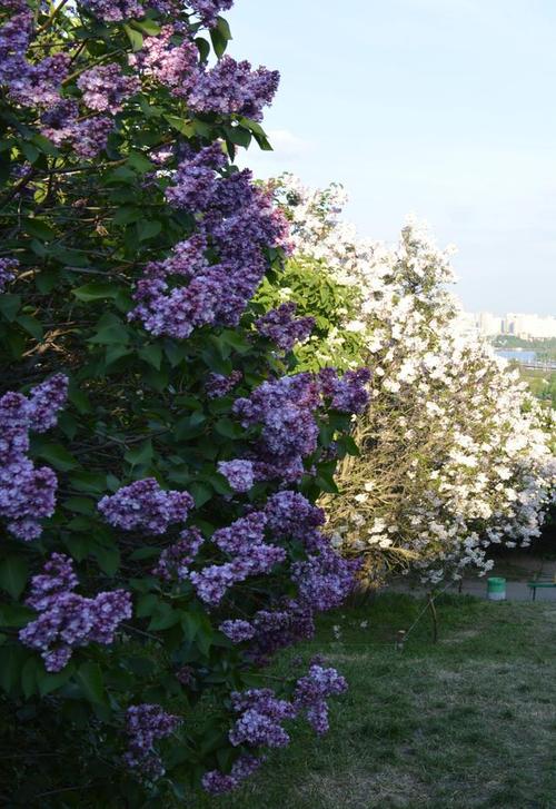 丁香树能栽在院子里吗？丁香花在院子栽好不？-第3张图片-优品飞百科