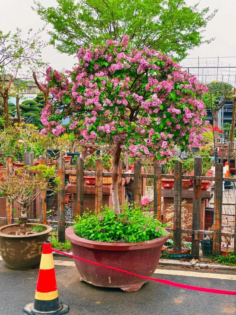 丁香树能栽在院子里吗？丁香花在院子栽好不？-第5张图片-优品飞百科