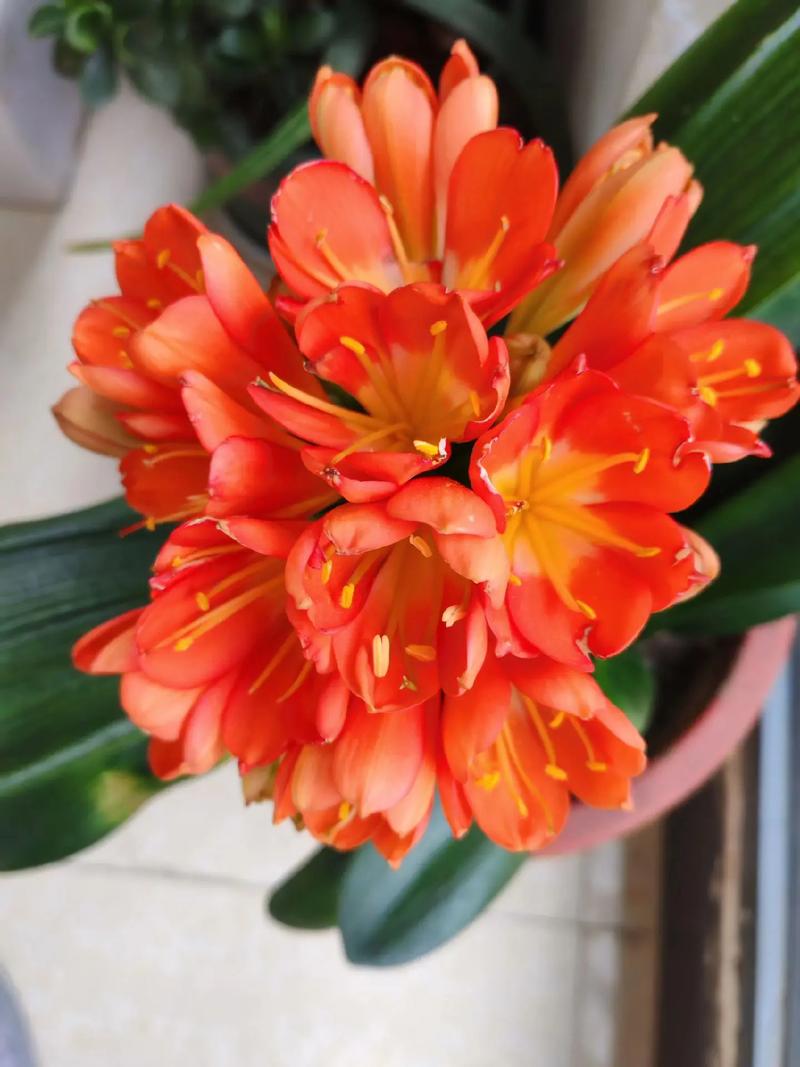 君子兰是哪个城市的市花，君子兰花图片，君子兰是哪里的特产-第3张图片-优品飞百科