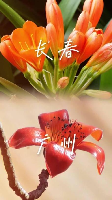 君子兰是哪个城市的市花，君子兰花图片，君子兰是哪里的特产-第4张图片-优品飞百科