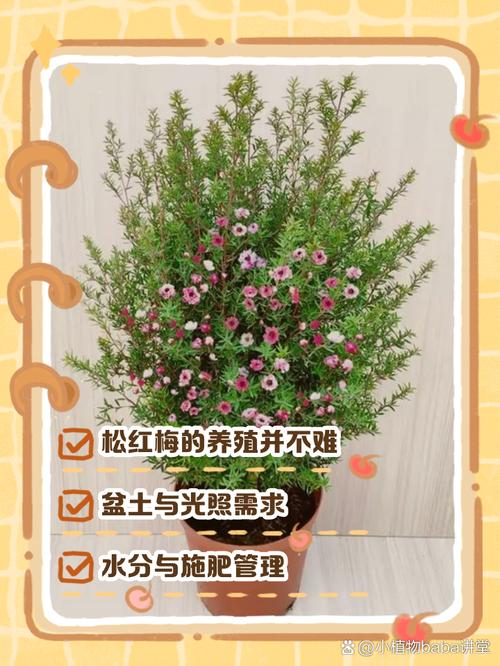 松红梅叶子干枯怎么办？松红梅叶子发干怎么办？-第4张图片-优品飞百科