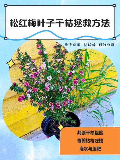 松红梅叶子干枯怎么办？松红梅叶子发干怎么办？-第6张图片-优品飞百科
