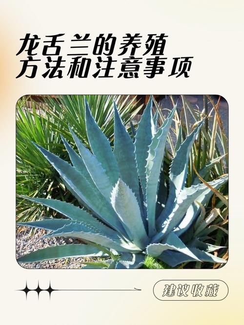 龙舌兰怎么修剪，龙舌兰养护及浇水？