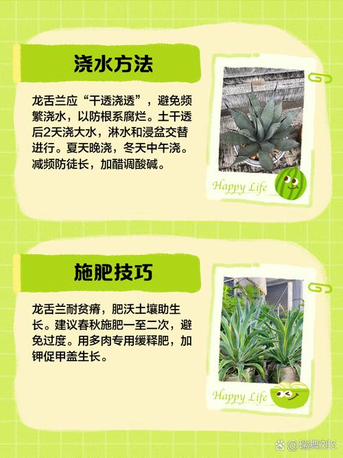 龙舌兰怎么修剪，龙舌兰养护及浇水？-第2张图片-优品飞百科