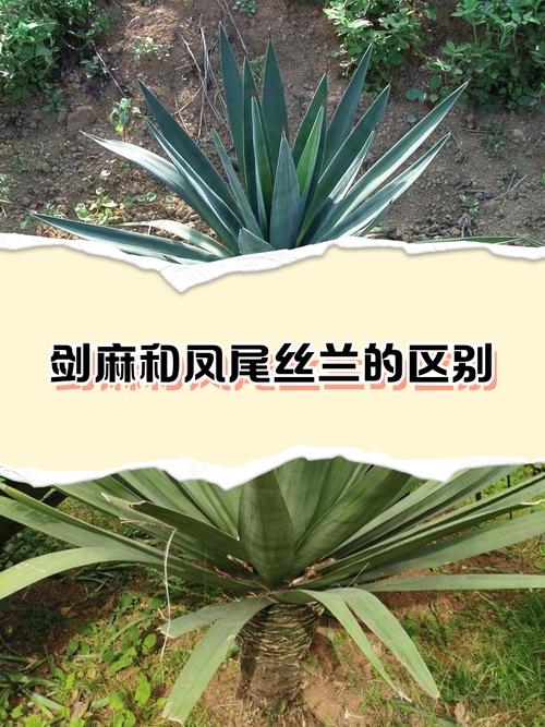 凤尾兰和剑麻区别，凤尾兰是剑麻吗？-第2张图片-优品飞百科