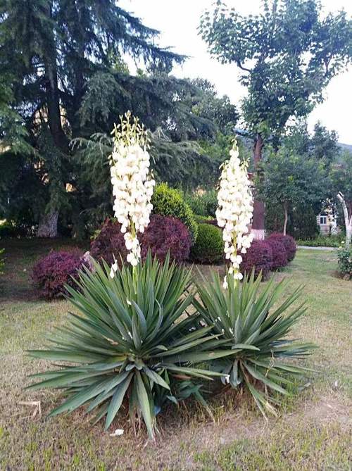 凤尾兰和剑麻区别，凤尾兰是剑麻吗？-第3张图片-优品飞百科