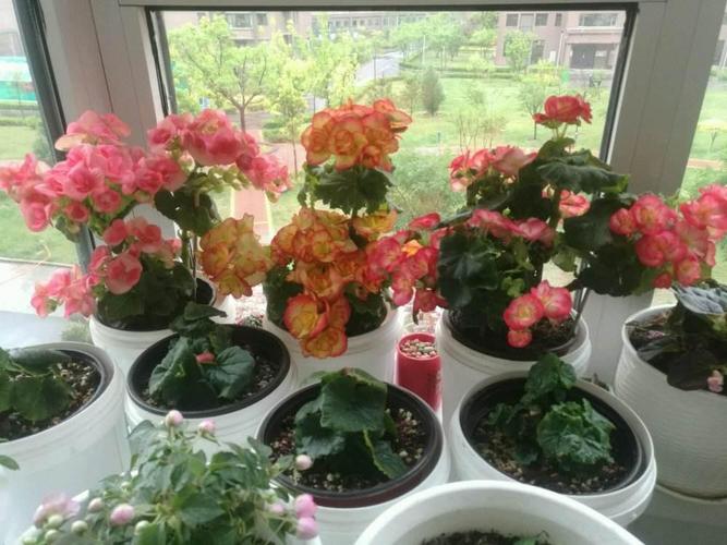 包含这种“贵气”植株不用买的词条