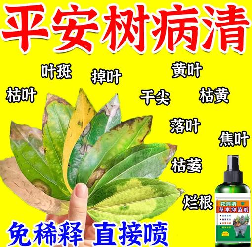 平安树怎么救活？平安树怎么维护？-第2张图片-优品飞百科