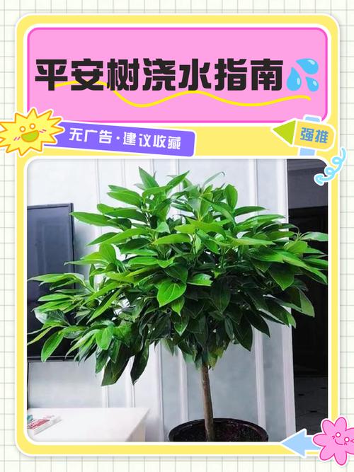 平安树怎么救活？平安树怎么维护？-第3张图片-优品飞百科