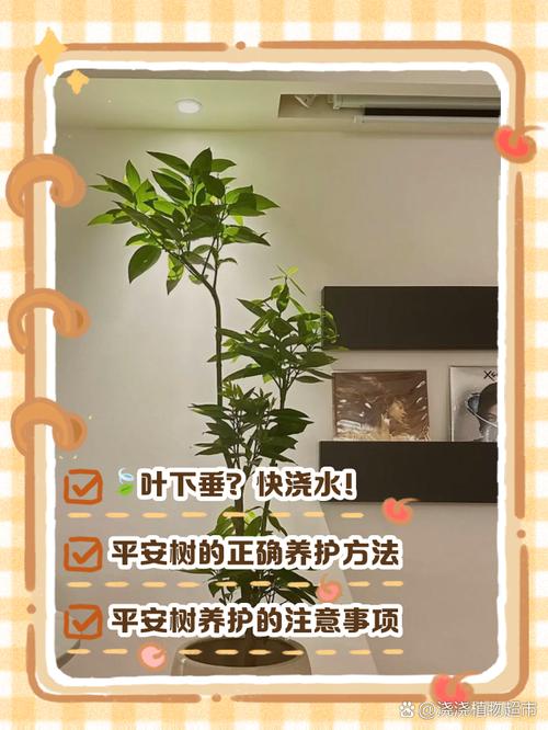 平安树怎么救活？平安树怎么维护？-第4张图片-优品飞百科
