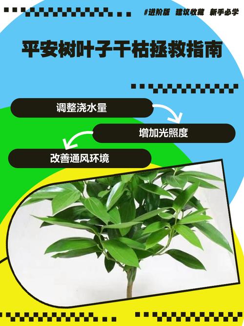 平安树怎么救活？平安树怎么维护？-第5张图片-优品飞百科