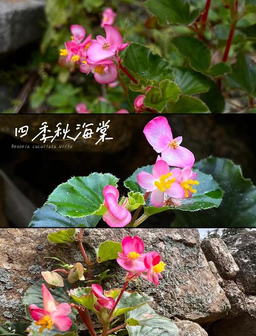 四季海棠有毒吗,四季海棠有毒吗它和玻璃翠是一种吗-第6张图片-优品飞百科 四季海棠有毒吗,四季海棠有毒吗它和玻璃翠是一种吗-第6张图片-优品飞百科
