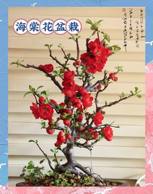 四季海棠有毒吗,四季海棠有毒吗它和玻璃翠是一种吗-第7张图片-优品飞百科 四季海棠有毒吗,四季海棠有毒吗它和玻璃翠是一种吗-第7张图片-优品飞百科