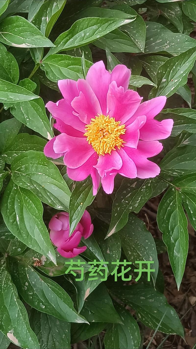 芍药什么时候开花？芍药什么时候开花图片？
