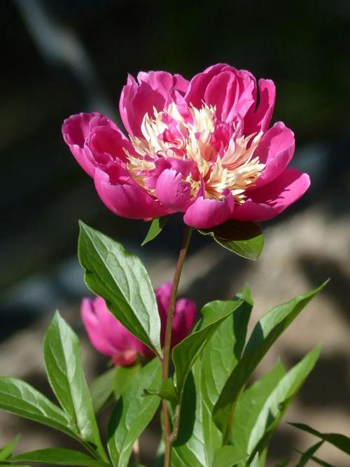 芍药什么时候开花？芍药什么时候开花图片？-第3张图片-优品飞百科
