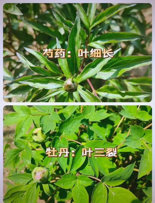 芍药什么时候开花？芍药什么时候开花图片？-第4张图片-优品飞百科