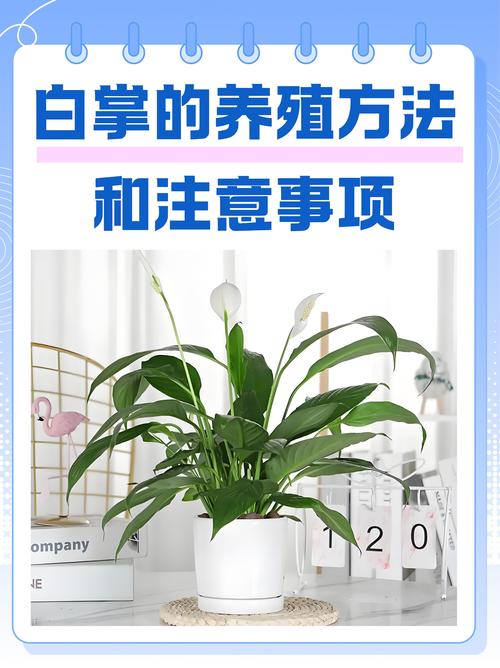 白掌的养殖方法和注意事项，白掌的养殖方法和注意事项适合放客厅吗？-第1张图片-优品飞百科