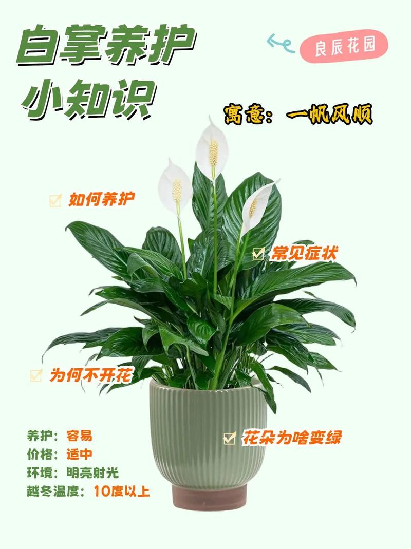 白掌的养殖方法和注意事项，白掌的养殖方法和注意事项适合放客厅吗？-第2张图片-优品飞百科