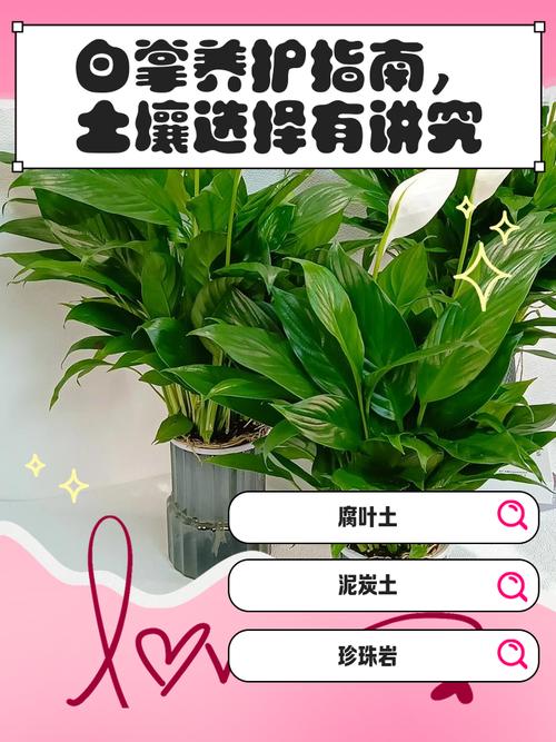 白掌的养殖方法和注意事项，白掌的养殖方法和注意事项适合放客厅吗？-第4张图片-优品飞百科