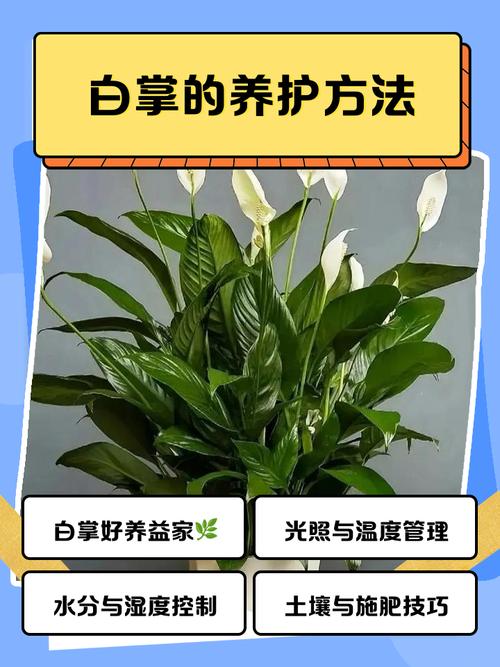 白掌的养殖方法和注意事项，白掌的养殖方法和注意事项适合放客厅吗？-第6张图片-优品飞百科
