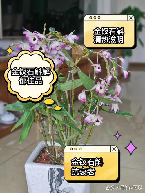 金钗石斛怎么吃？金钗石斛怎么吃是正确的？-第5张图片-优品飞百科