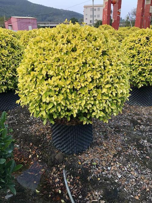黄杨球和海桐球的区别，小叶黄杨和海桐的区别-第4张图片-优品飞百科