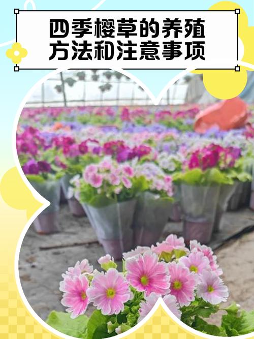 樱草花的养殖方法及注意事项，樱草花的养殖方法及注意事项图片？